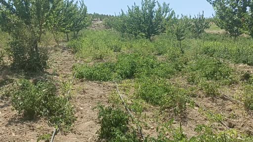 Kayısı meyve vermedi, üretici bahçesine ata tohumu domates ekti