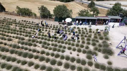 Eskişehir’de ilginç lavanta hasadı