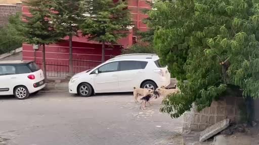 Sokak köpekleri kediye saldırdı
