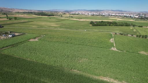 Kahramankazan’da ayçiçeği tarlaları havadan görüntülendi