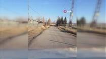 Elmadağ’da tarlalara dadanan domuzlar kamerada
