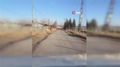 Elmadağ’da tarlalara dadanan domuzlar kamerada