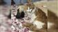 Kedi ile Kangal köpeklerinin dostluğu görenleri şaşırtıyor