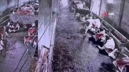 İnsanların hissetmediği depremi inekler hissetti
