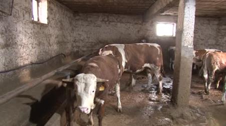 1 tonluk ’Kocaoğlan’ alıcısını bekliyor
