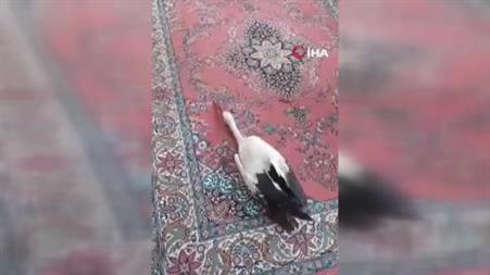 Yaralı leyleğe sahip çıktı