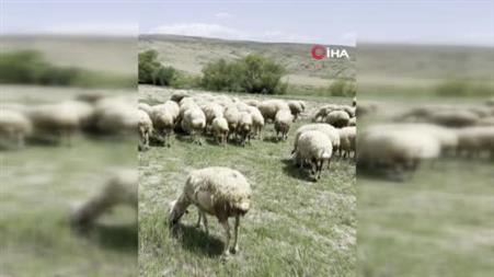 Başkent’te bir yılan koyun sürüsüne saldırdı