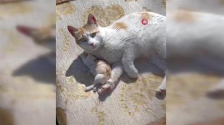 Anne kedinin ölen yavrusunun yaşaması için verdiği çaba duygulandırdı