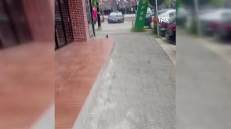Yağmurdan kaçan yavru karga iş yerine sığındı