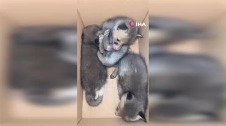 Yavru tilkiler koruma altına alındı