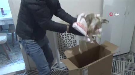Yaralı kızıl şahini hayvanlara yem olması diye evine götürüp ekiplere teslim etti