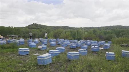Hobi olarak 5 kovanla başladı, zamanla 250 kovana çıkardı