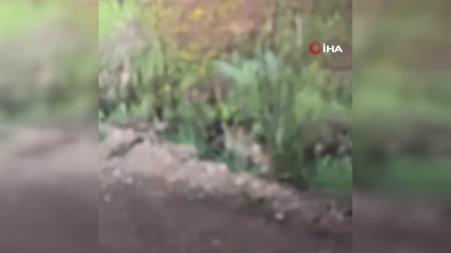 Yavru tilki yılan avladı, yediği anlar cep telefonu kamerasına yansıdı