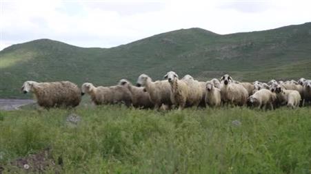 Niğde’de küçükbaş hayvancılığa dev destek