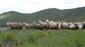 Niğde’de küçükbaş hayvancılığa dev destek