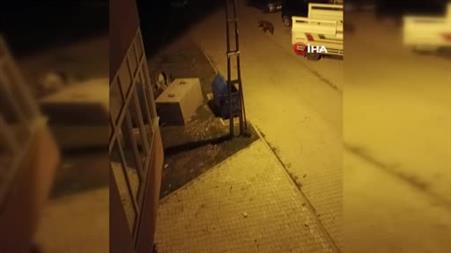 İlçenin kâbusu oldu, gündüz arazide gece ise sokaklarda