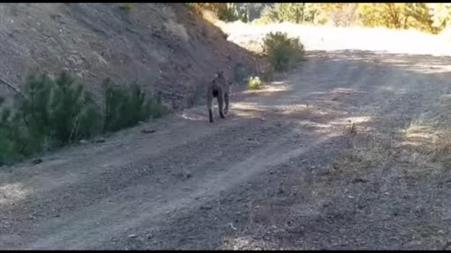 ‘Ormanın hayaleti’ vaşak kamerada