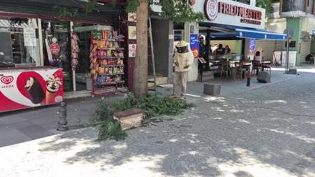 Eskişehir’de arı paniği