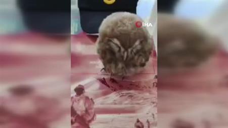 Yozgat’ta yavru baykuşa Jandarma ekipleri şefkat eli uzattı