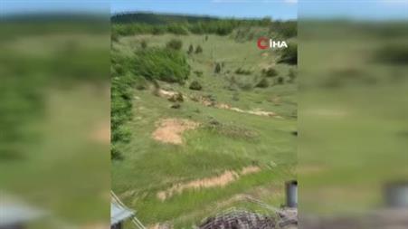 Yozgat’ta ayılar, o köyü mesken tuttu