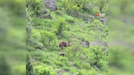 Kırsalda karşılaştığı anne ayı ve 3 yavrusunu, bağırıp korkutarak kaçırdı