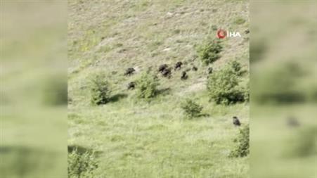 Anadolu aslanları domuz sürüsünü oyuna getirdi