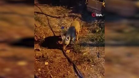 Aç kalan tilkiye ‘diyet bisküvi’ ikramı