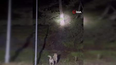 Kızılcahamam’da başıboş sokak köpekleri ile ayıların kavgası kamerada