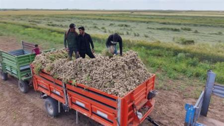 Aksaray’ın ata tohumundan yetiştirilen organik sarımsakların hasadı başladı