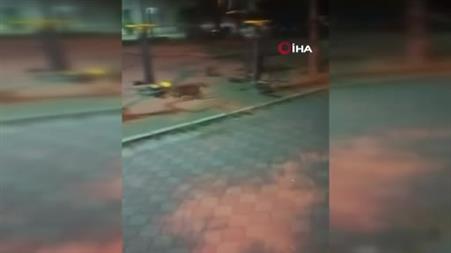 Fare, kedileri kovaladı: İlginç anlar kamerada