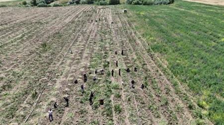 Başkentte alternatif tarımın yeni ürünü: İlk kez yetiştirilen sarımsakta 350 tonluk rekolte