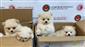 Ticaret Bakanlığı Gümrükler Muhafaza ekiplerinden yavru köpeklere yönelik kaçakçılık girişimine geçit yok