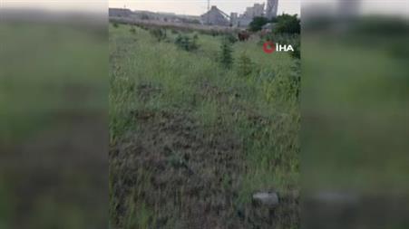 Kaybolan ineğini arayan besiciye buzağı sürprizi