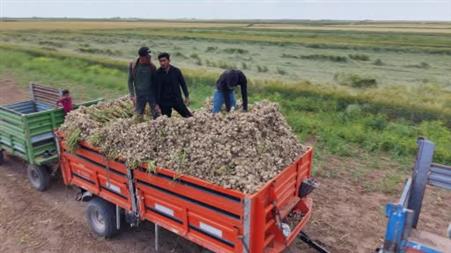 Sevdiğiyle evlenmek için tarlada başlık parasına çalışıyor