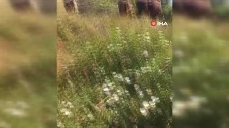 ‘Fıstığım’ diye sevdiği kaplumbağayı ölümden kurtardı