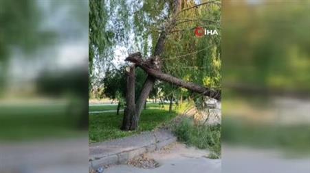 Şiddetli rüzgar parktaki ağacı devirdi