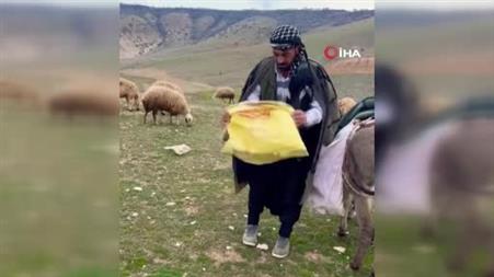Kangal, çoban gelene kadar kırsalda doğan kuzuya kendi yavrusu gibi sahip çıktı