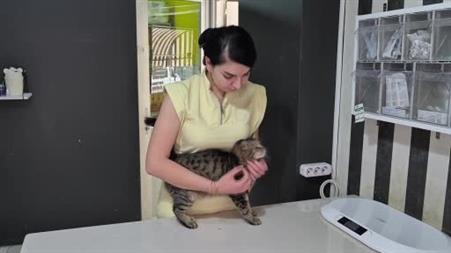 Sokak hayvanı sahiplenirken dikkat edilmesi gerekenler