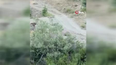 Sivas’ta anne ayı ve yavrusu cep telefonu kamerasıyla görüntülendi