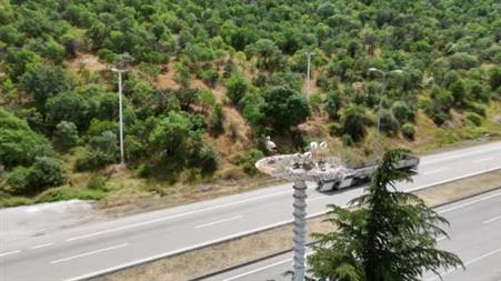 Baharın habercisi leylekler, yeni yavrularıyla göç yolculuğuna hazırlanıyor