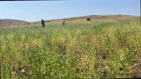 Yozgat’ta mercimek hasadı başladı, çiftçinin yüzü güldü, verim beklentisi yükseldi