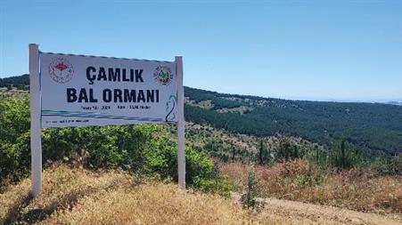 Yozgat’ın zengin bitki örtüsü arıcılara umut oldu