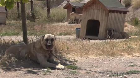 Soğuk havaya göğüs geren Kangal köpekleri sıcak yaz aylarında miskinleşiyor
