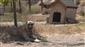 Soğuk havaya göğüs geren Kangal köpekleri sıcak yaz aylarında miskinleşiyor