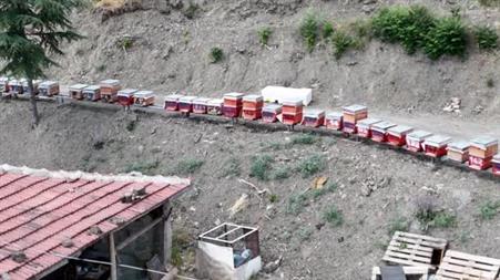 Bin 200 çeşit endemik bitki türüyle 4 kuşaktır süren gelenek: Kanyon balında 4 tonluk rekolte