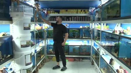 Akvaryumseverler artık süs balıklarını değil, egzotik ve tehlikeli türleri tercih ediyor