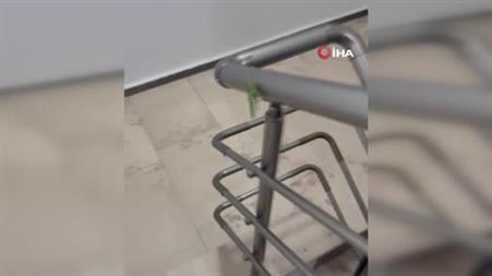 Eskişehir’de bir iri çekirge daha görüldü