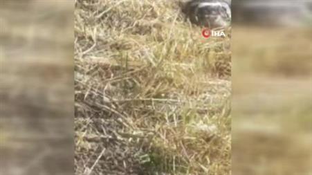 Nesli tükenme tehlikesiyle karşı karşıya olan ’Alaca sansarı’ görüntüledi