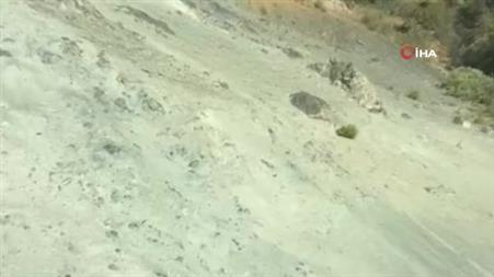 Sivas’ta bozayılar meyve bahçelerine dadandı