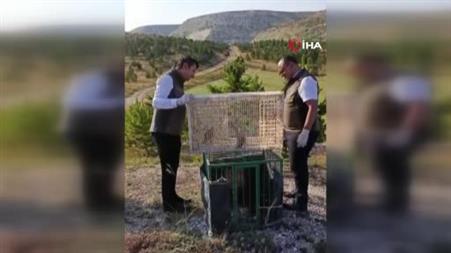 Sivas’ta yuvadan düşen iki kerkenez yavrusu doğaya bırakıldı